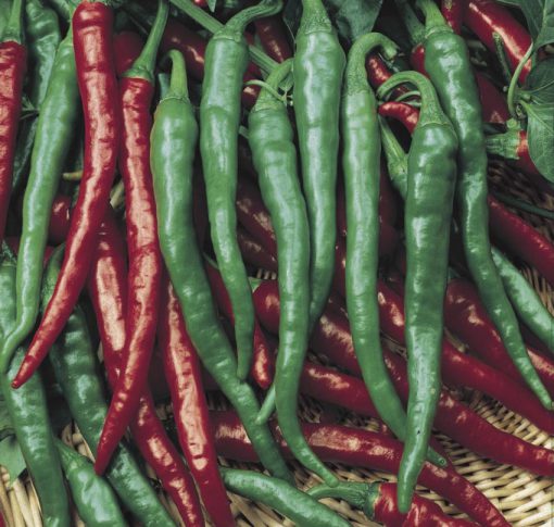 Pepper Cayenne Long Thin