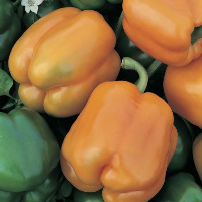 Pepper Golden California Wonder