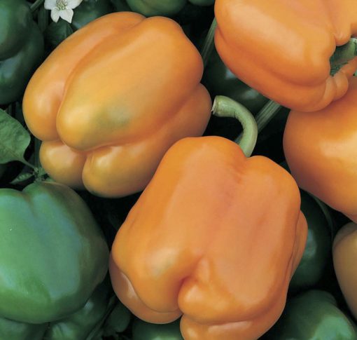 Pepper Golden California Wonder