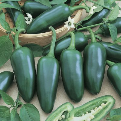 Pepper Jalapeno M