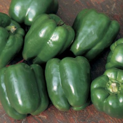 Pepper Lady Bell