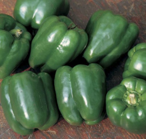 Pepper Lady Bell