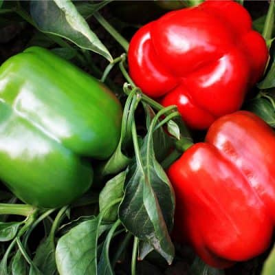 Pepper Majestic Red