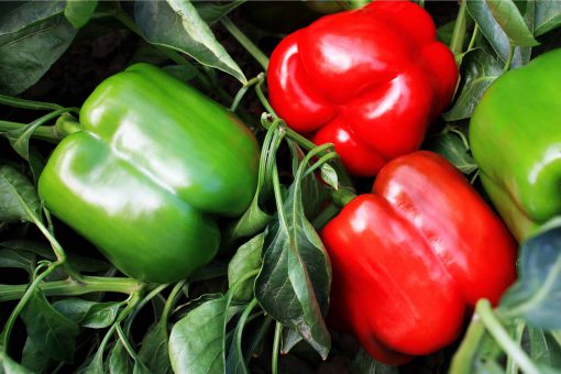 Pepper Majestic Red