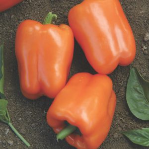 Orange Blaze peppers in the garden