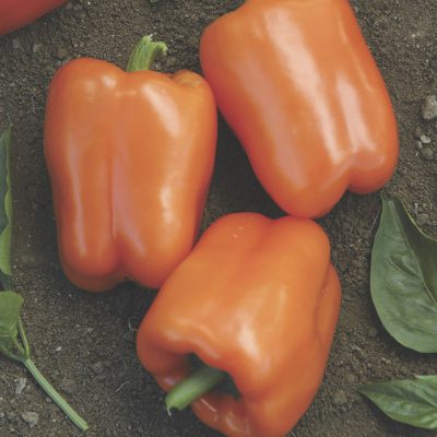Pepper Orange Blaze
