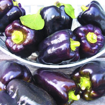 Pepper Purple Beauty