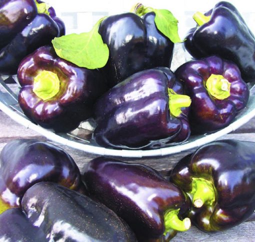 Pepper Purple Beauty