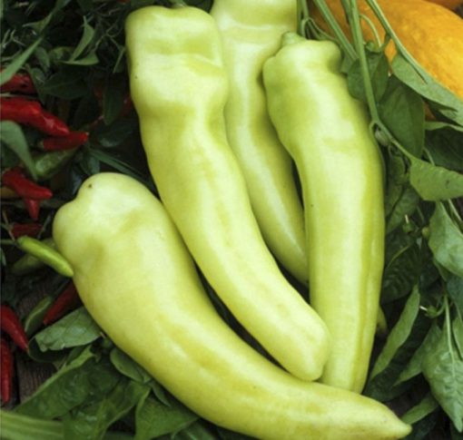 Pepper Sweet Banana