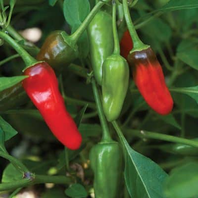 Pepper Tabasco