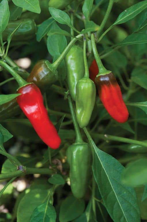 Pepper Tabasco