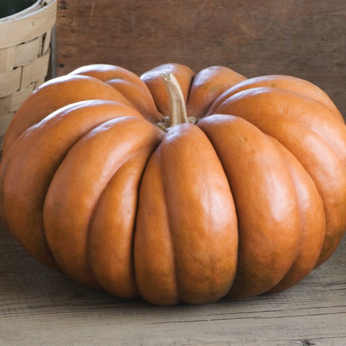 Pumpkin Fairytale