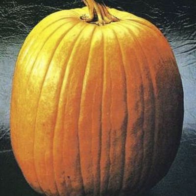 Pumpkin Howden