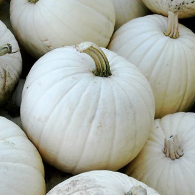 white Lumina pumpkins newly harvested