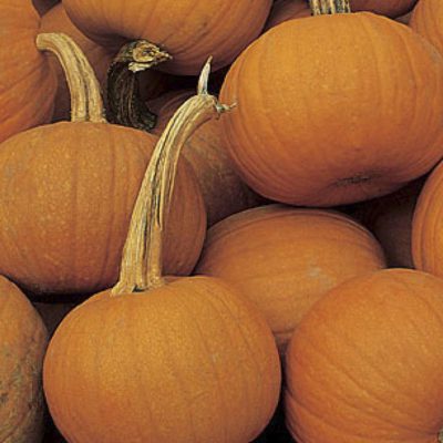Pumpkin Small Sugar