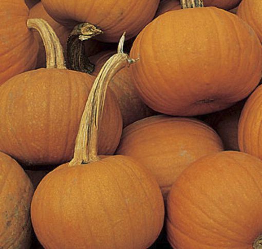 Pumpkin Small Sugar