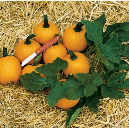 Pumpkin Wee Be Little