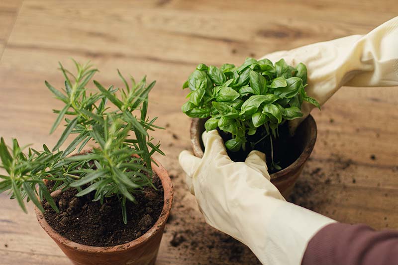 person repotting rosemary and basil herbs