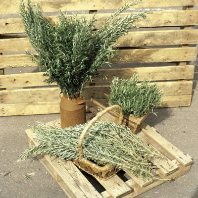 Rosemary Barbecue