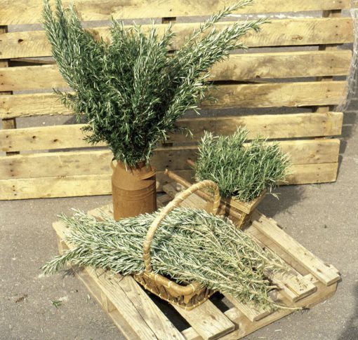 Rosemary Barbecue
