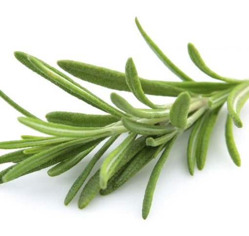 Rosemary officinalis - Image 2