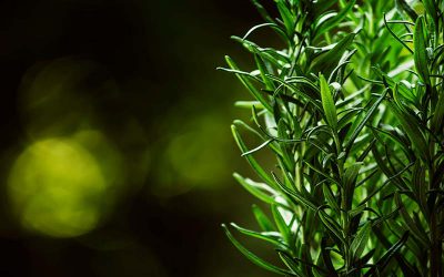 How to Overwinter Rosemary