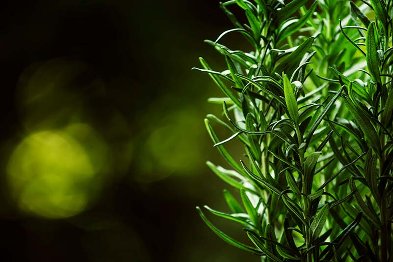 How to Overwinter Rosemary