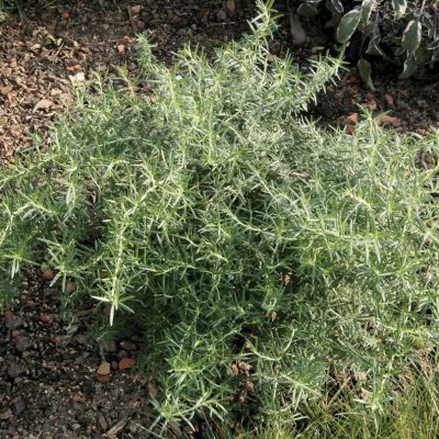 Rosemary Prostratus