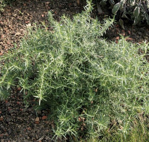 Rosemary Prostratus