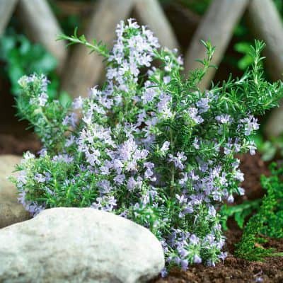 Rosemary Tuscan Blue
