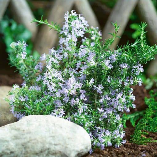 Rosemary Tuscan Blue