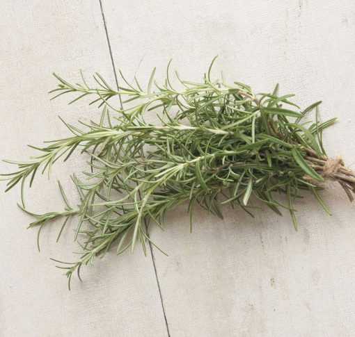 Rosemary officinalis