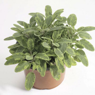 Sage Icterina