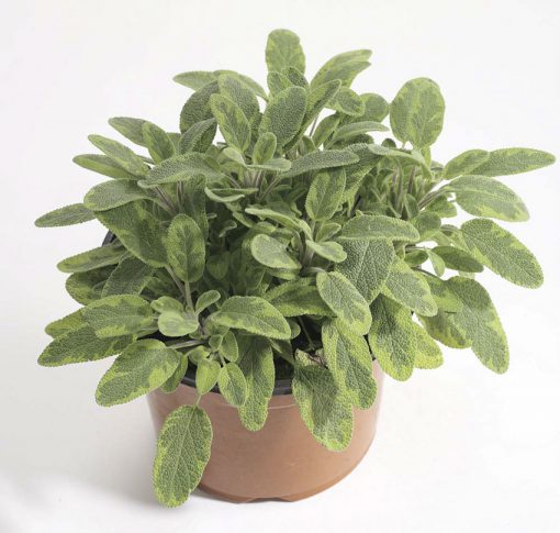 Sage Icterina