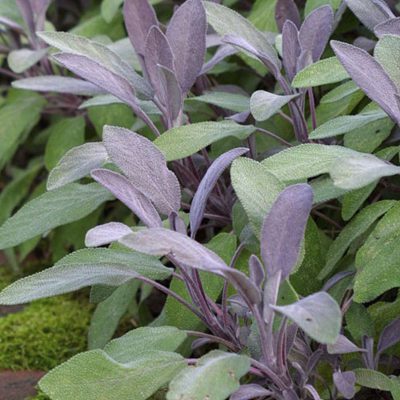 Sage Purple