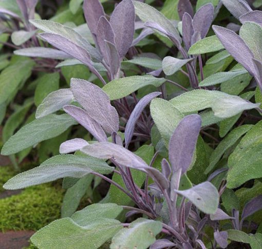 Sage Purple