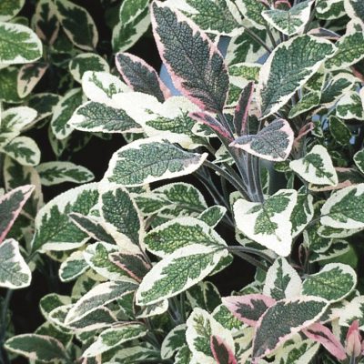 Sage Tricolor