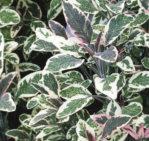 Sage Tricolor