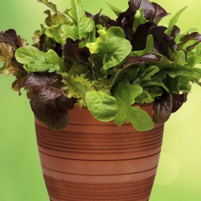 Lettuce Simply Salad City Garden Blend