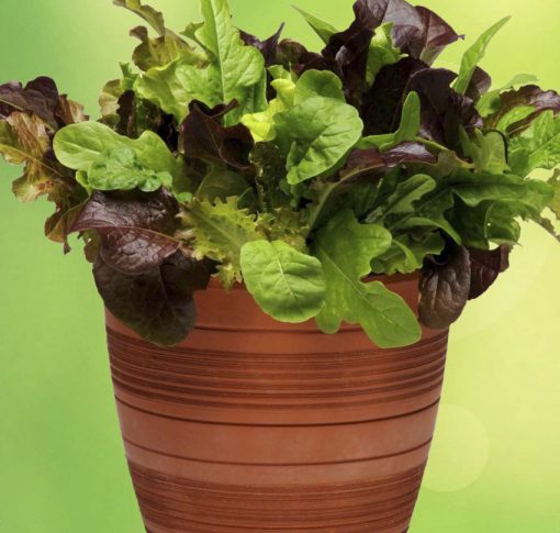 Lettuce Simply Salad City Garden Blend