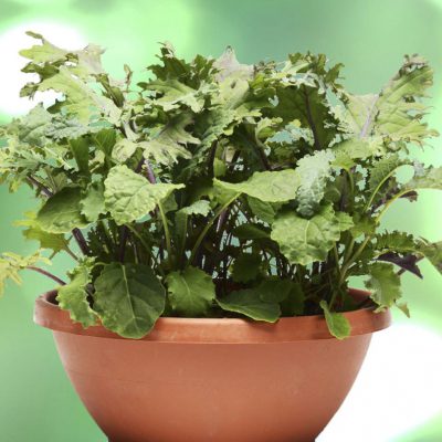 Kale Simply Salad Kale Storm