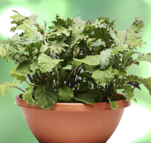 Kale Simply Salad Kale Storm