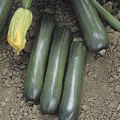 Summer Squash Ball's Zucchini