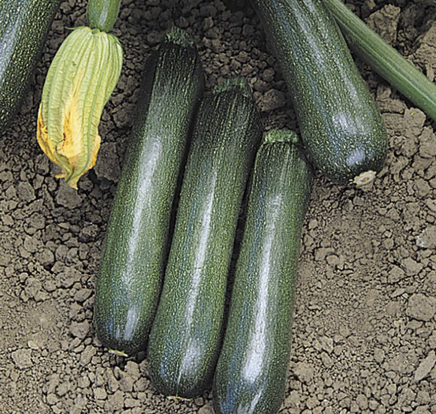 Summer Squash Ball’s Zucchini Sweet Valley by Jolly Farmer