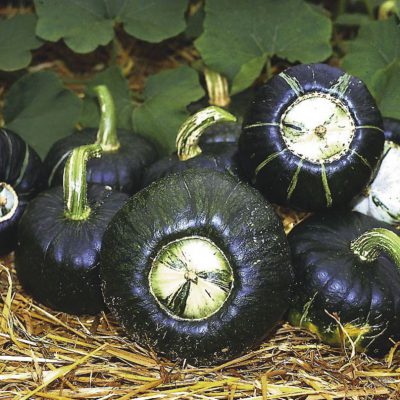Winter Squash Early Buttercup