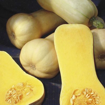 Winter Squash Early Butternut