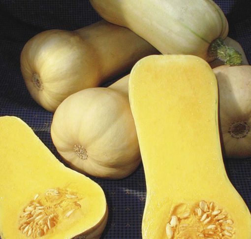 Winter Squash Early Butternut