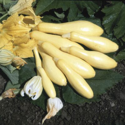 Summer Squash Multipik