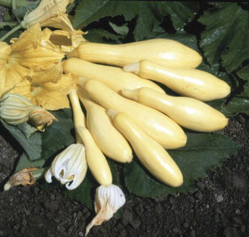 Summer Squash Multipik