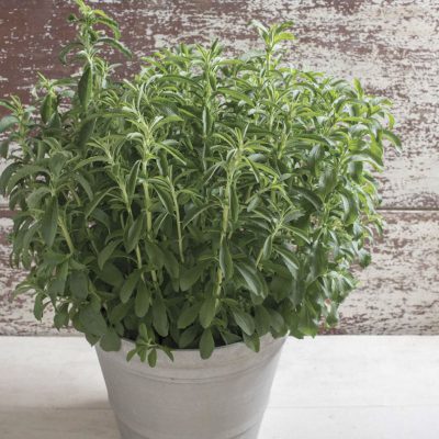 Stevia Sugar Love